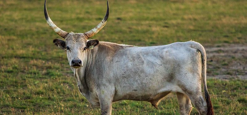 Immagine Espressione Tagliare Testa al Toro